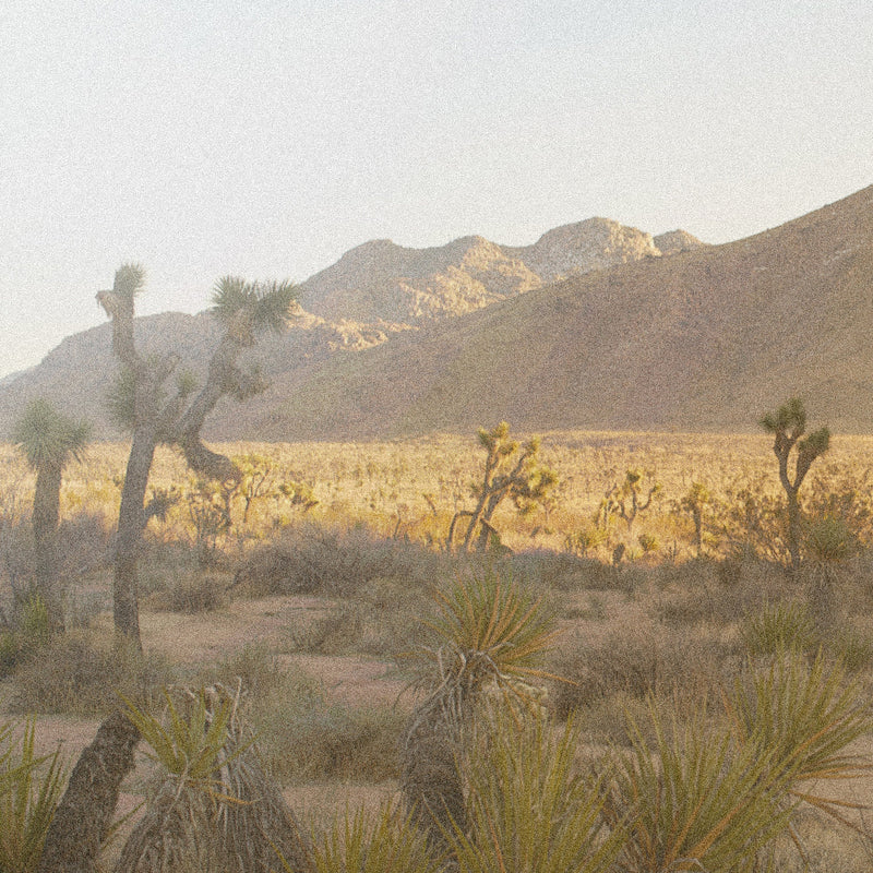 Joshua Tree Candle